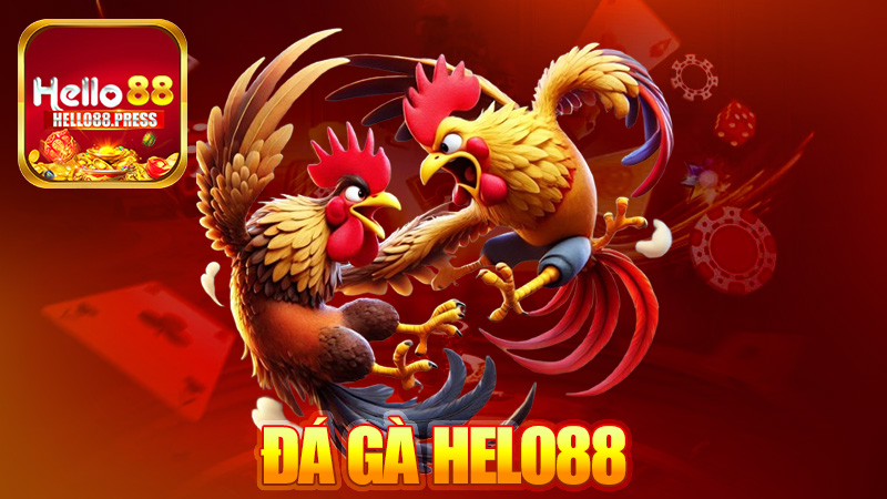 Đá gà Helo88 – Coi gà quánh mà tim đập thình thịch!